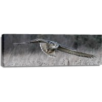 Owl - Bird of Prey - Gliding I