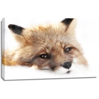 Fox - Peaceful Swiper