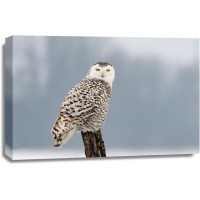 Owl - Sitting On Tree Trunk In Winter Scene