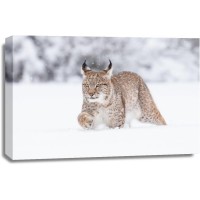 Lynx - Walking Through Snow