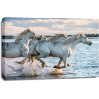 Horses - Morning Race