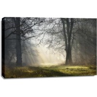 Vaso Fahriye - Morning Clear Up In The Forest