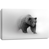 Foggy Wildlife - Bear