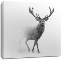 Foggy Wildlife - Caribou