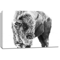 Bison - Cold on the Inside