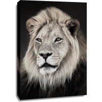 Lion - Portrait Posing