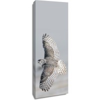 Owl - Bird of Prey - Gliding II