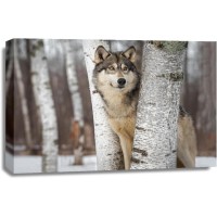 Wolf - Peeping Through Trees