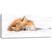 Fox - Nap time II