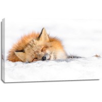 Fox - Nap time II