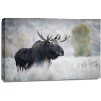 Moose - Ready to Face the Day