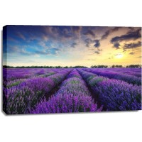 Matt Roots - Lavender Field - Sunset