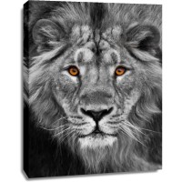 Lion - Staring Contest
