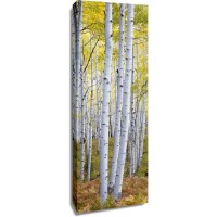 Frank Morse - Birches - Slim
