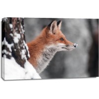 Fox - Red - Something on your Nose