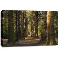 Theodor Climacus - Shadowy Forest