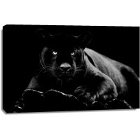 Panther - Black Stare