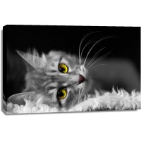 Cat - Let Me Rest