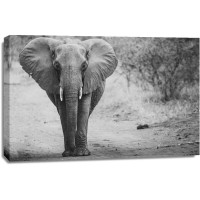Elephant - Lone Walk