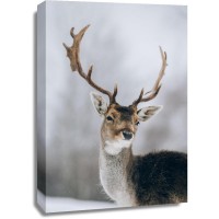 Deer - Talking To Me
