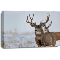 Deer - In Snowy Fields