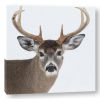 Deer - Head - White Background