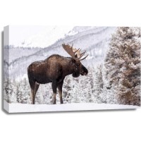 Moose - Standing On Snowy Mountain