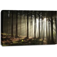Romeo Delogu - Fall Sunrise In Forest III