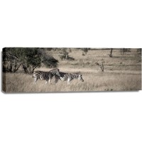 Zebra - Savannah Lunch Time