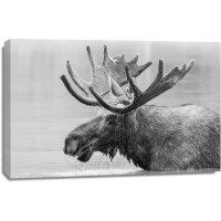 Moose - Quick Bath to Start With