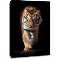 Tiger - Out of the Dark