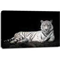 Tiger - Bleached Bengal - White Out of the Dark II