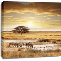 Zebras - Drink Break in the Savannah