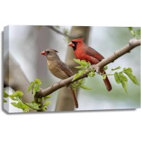 Bird - Cardinal Couple Having A Moment