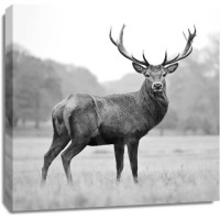Deer - Proud