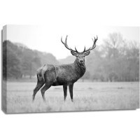 Deer - Proud