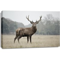 Deer - Proud - Colorized
