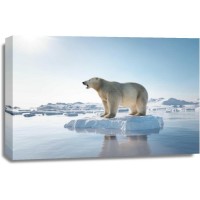 Bear - Having A Ride On Snow 