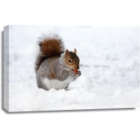 Squirrel - Having A Snack
