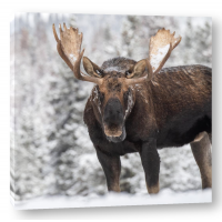 Moose - Winter - Forest