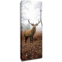 Deer - In The Wild