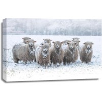 Sheep - On Winter Field