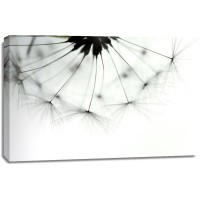 Torhild Adrijana - Half Dandelion