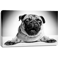 Dog - Pug - Easy Life