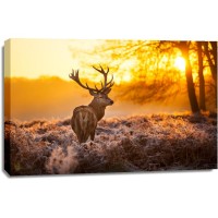 Caribou - Deer Sunset