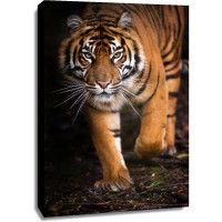 Tiger - Targeted