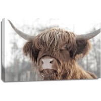 Cow - Frosty Irish Bovine