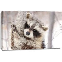 Raccoon - Don't Lose Your Grip