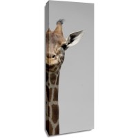 Giraffe - Two Faces