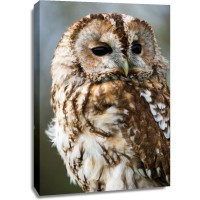 Owl - Calm Reaction